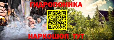 шишки Гай