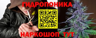 шишки Гай